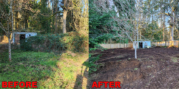 Blackberry clearing, Brush removal and land clearing services