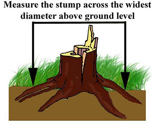 How to measure your stump for grinding